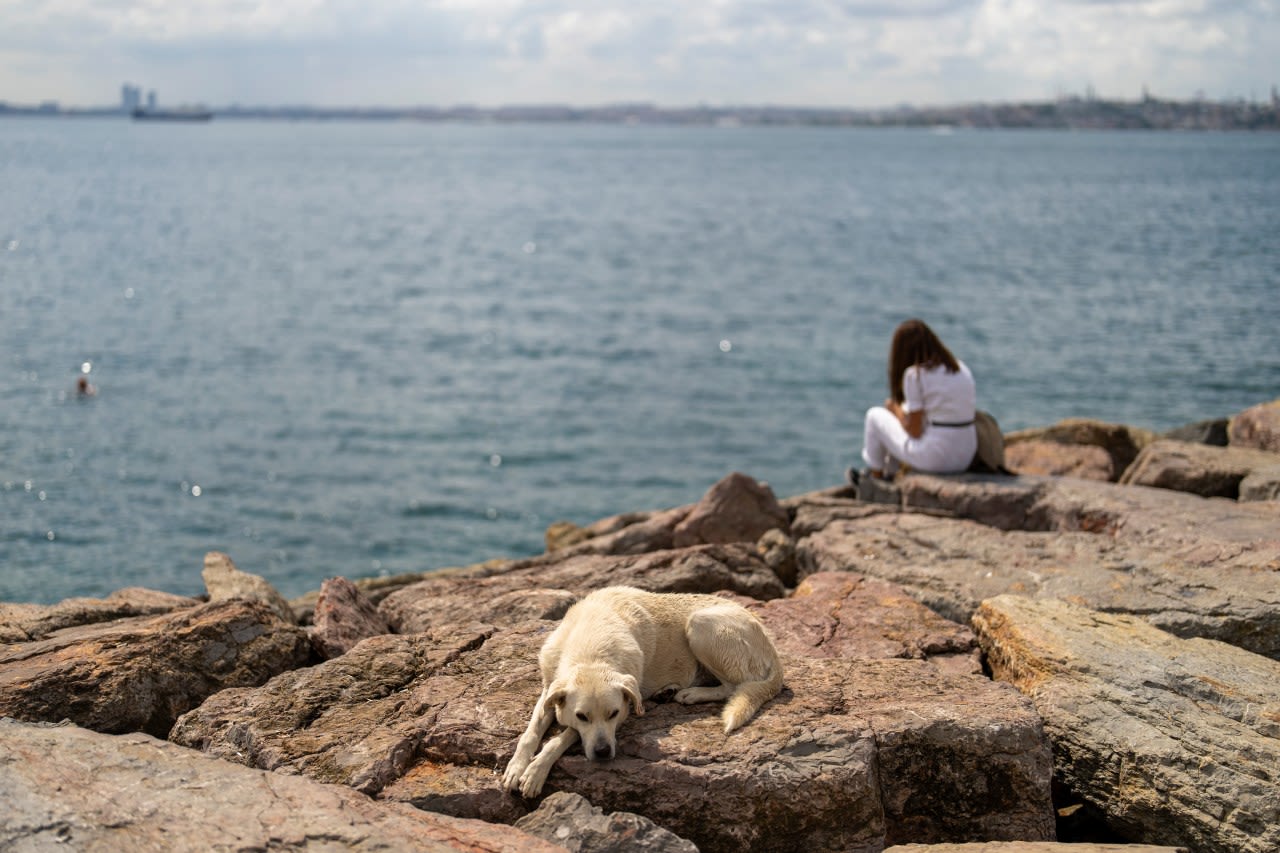 Turkey plans to regulate a large stray dog population, raising some fears about mass killings