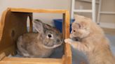 Rescue Bunnies Help Kitten with Special Needs Get on His Feet and Start Adoption Journey