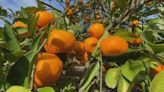 Move over peaches -- the citrus industry is now booming in Georgia