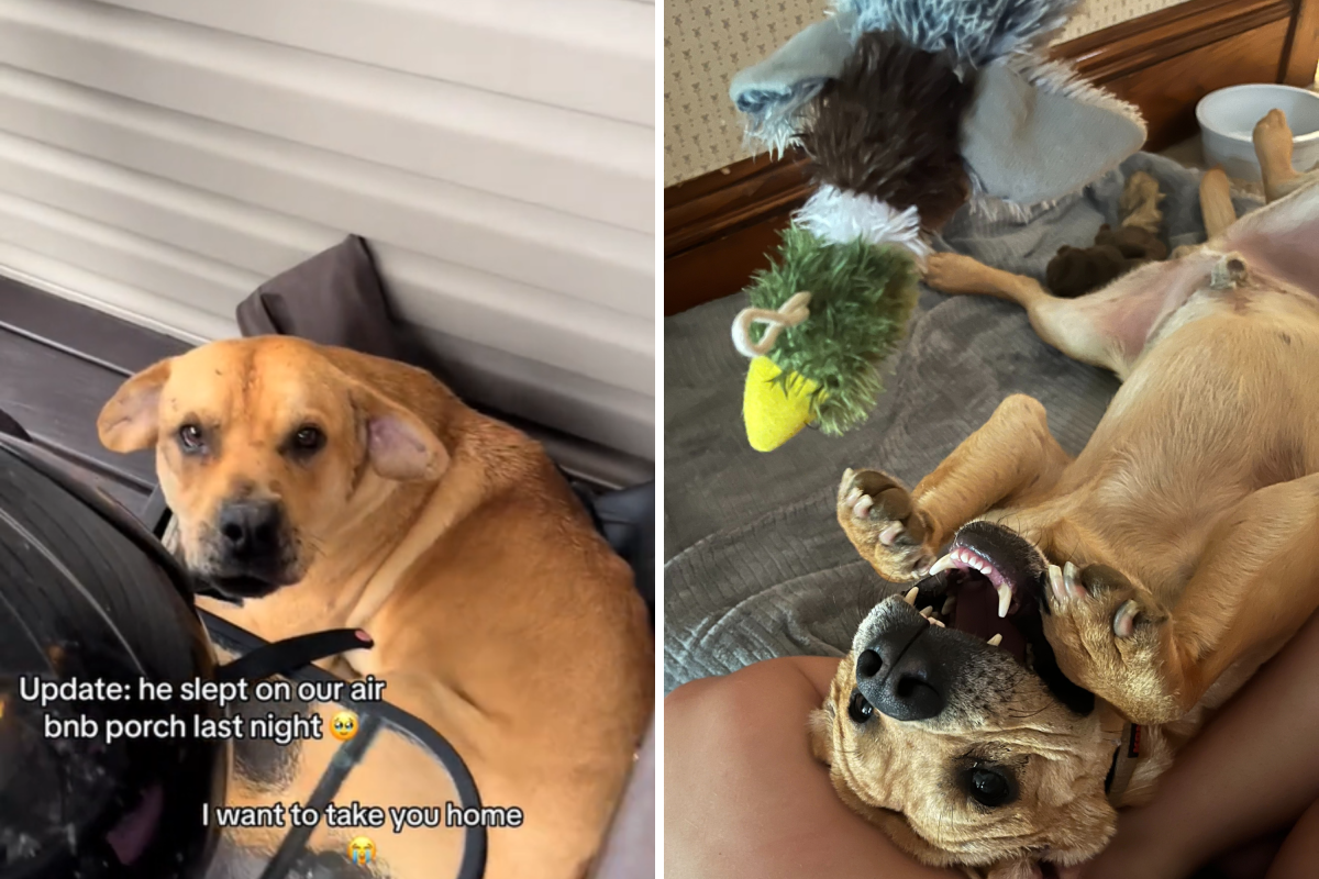 Couple finds stray dog on their Airbnb porch, now he's part of the family