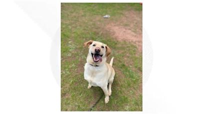 Meet Loki, a 5-year male labrador retriever/golden retriever mix, up for adoption from the Connecticut Humane Society