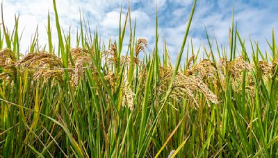 Rock Star of Rice: Arkansas Still Producing Almost Half of U.S. Harvest