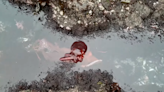 Giant Pacific octopus spotted in tidepools at Yaquina Head
