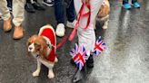 Cavalier King Charles Spaniels in royal regalia lead parade down King's Road in London