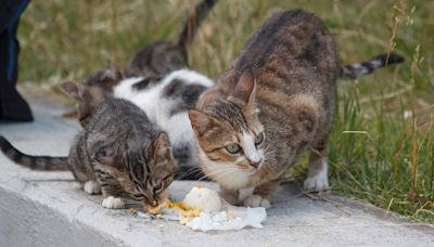 Starving Stray Cat Lets Rescuer Feed Kittens First Like the Best Little Mom