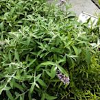 心心花園 ❤醉魚木(紫色) 5吋盆 ❤香草植物 ~生長力旺盛唷~