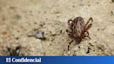 La garrapata 'Hyalomma lusitanicum' crece en Barcelona y Tarragona: qué debes saber sobre ella, riesgos y consejos contra su picadura