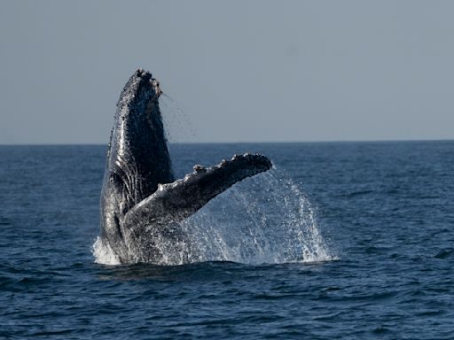 Excursiones de observación de ballenas en costas de Río de Janeiro cautivan a turistas