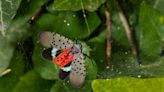 Spotted lanternflies confirmed in Cincinnati. How to identify, report the invasive species