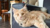 Maine Coon Cat's Side-by-Side Comparison with a Regular Cat Is Too Cute