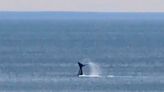 Las Grutas, de fiesta: la llegada anticipada de una ballena franca promete buenos avistajes, mirá el video de la visita… - Diario Río Negro