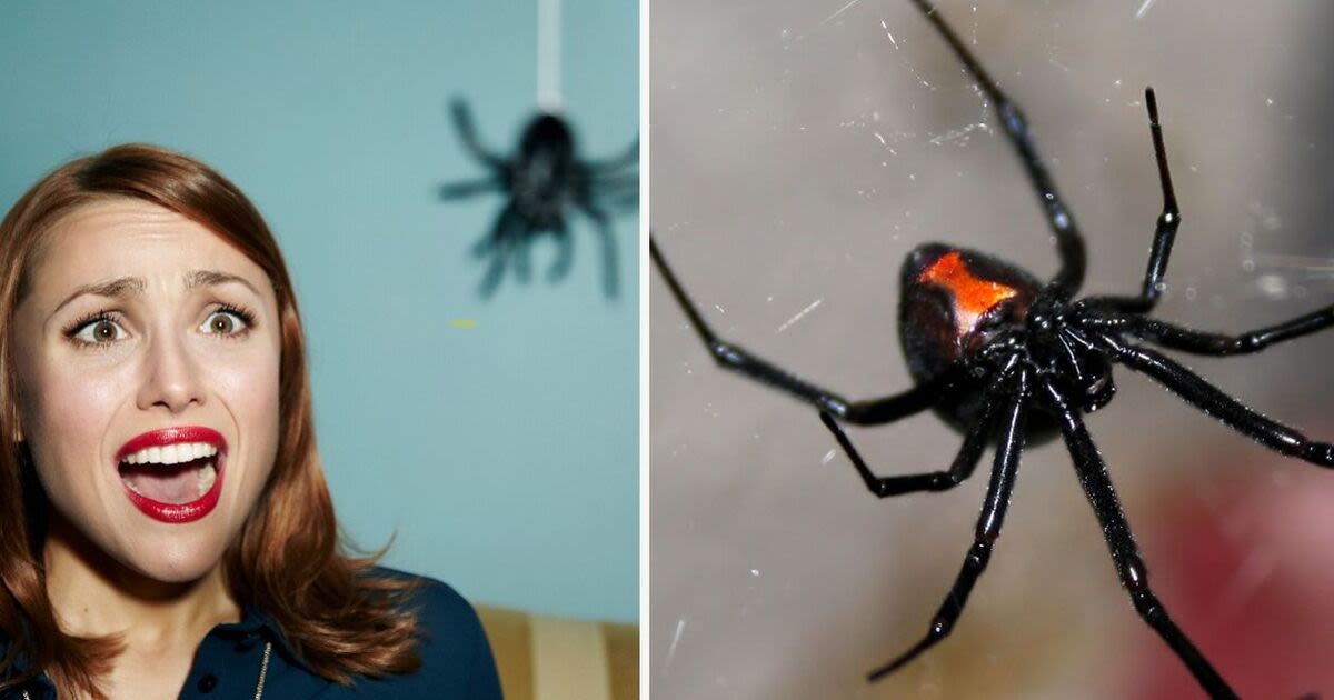 Terrifying warning as one of the world's deadliest spiders is making a comebacK