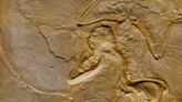 Fossil of giant flying Jurassic reptile found | FOX 28 Spokane