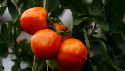 Ask the Master Gardener: How to deal with blossom end rot in tomatoes, peppers, squash