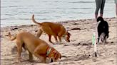 Unleashed dogs a danger to turtle eggs, hatchlings, says Palm Beach advocate