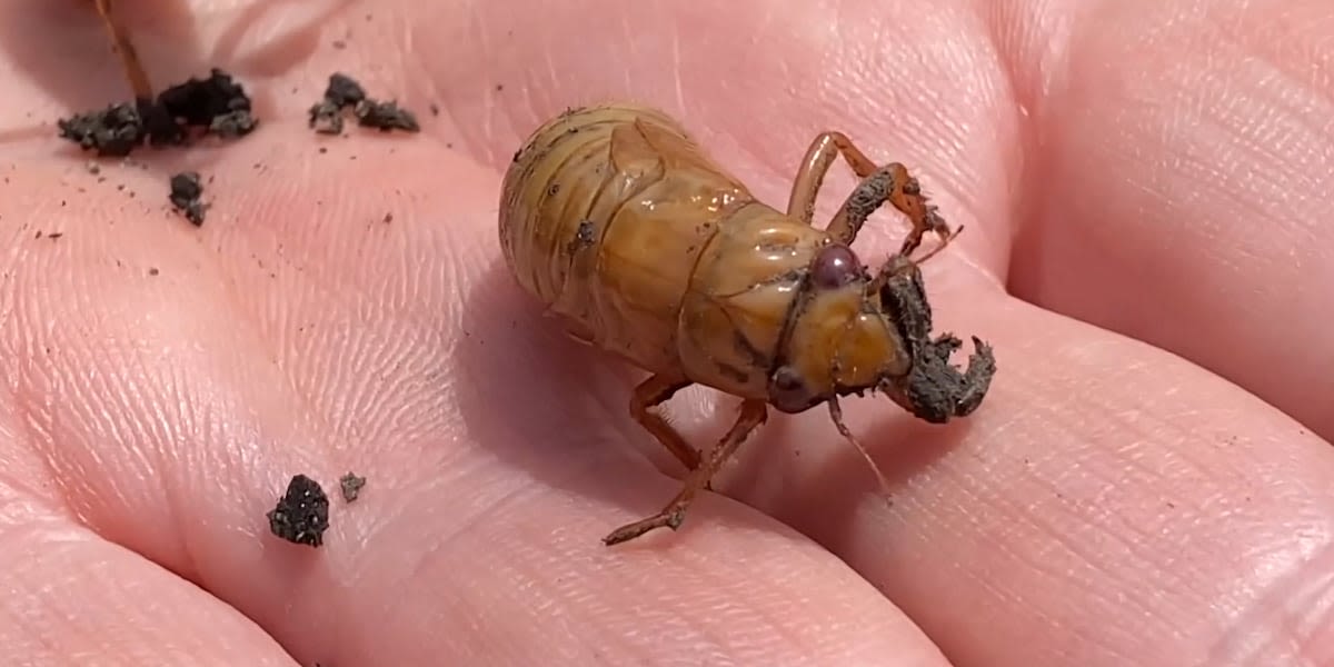 Cicadas are showing signs that they’re preparing to emerge very soon