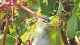 The songbirds that 'preach' from the treetops: Nature News