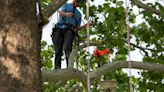 Climbers scale Tulsa trees, compete in regional climbing championship