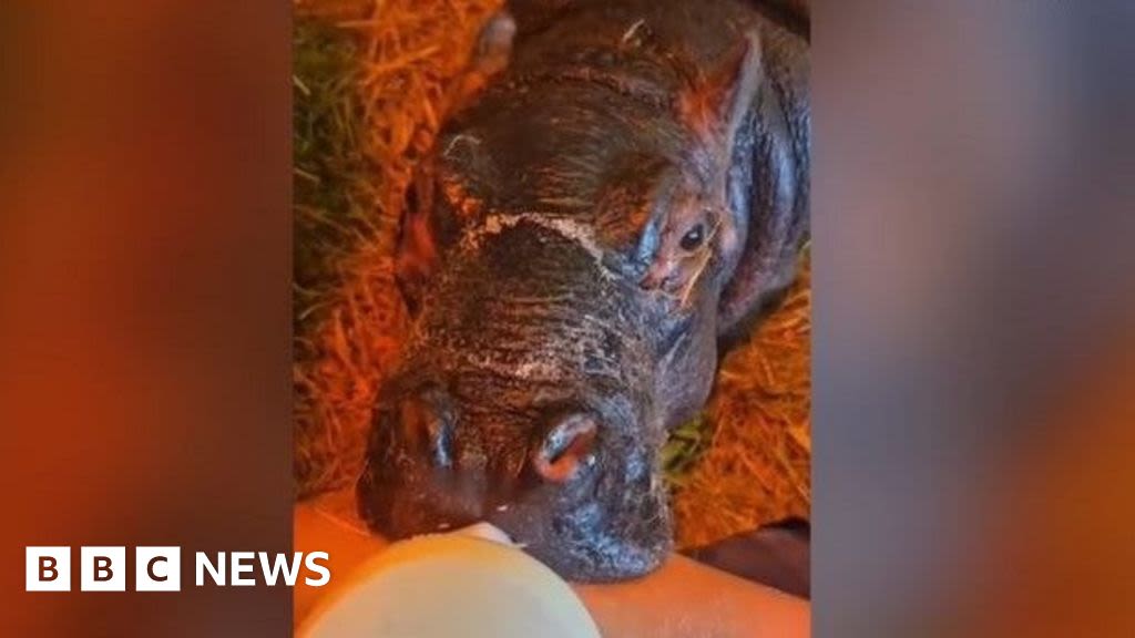 Flamingo Land baby hippo recovering after 'rocky' start