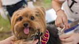 Charleston Animal Society Breaks Guinness World Record in Honor of Keeping Pets Healthy