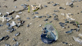 Hundreds of strange blue jelly fish-like creatures are washing up along California shores