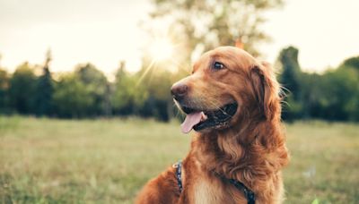 Video of dog who briefly loses their parent in park before getting reunited goes viral