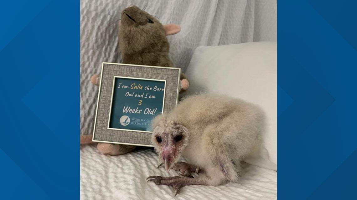 Welcome Salix: 'Birds of Prey' welcomes a new baby Barn owl