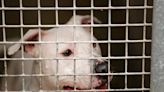 18 Dogs Seized From Georgia Dog Fighting Ring to Be Euthanized