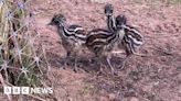 Three little emu chicks hatch at Borders bird centre