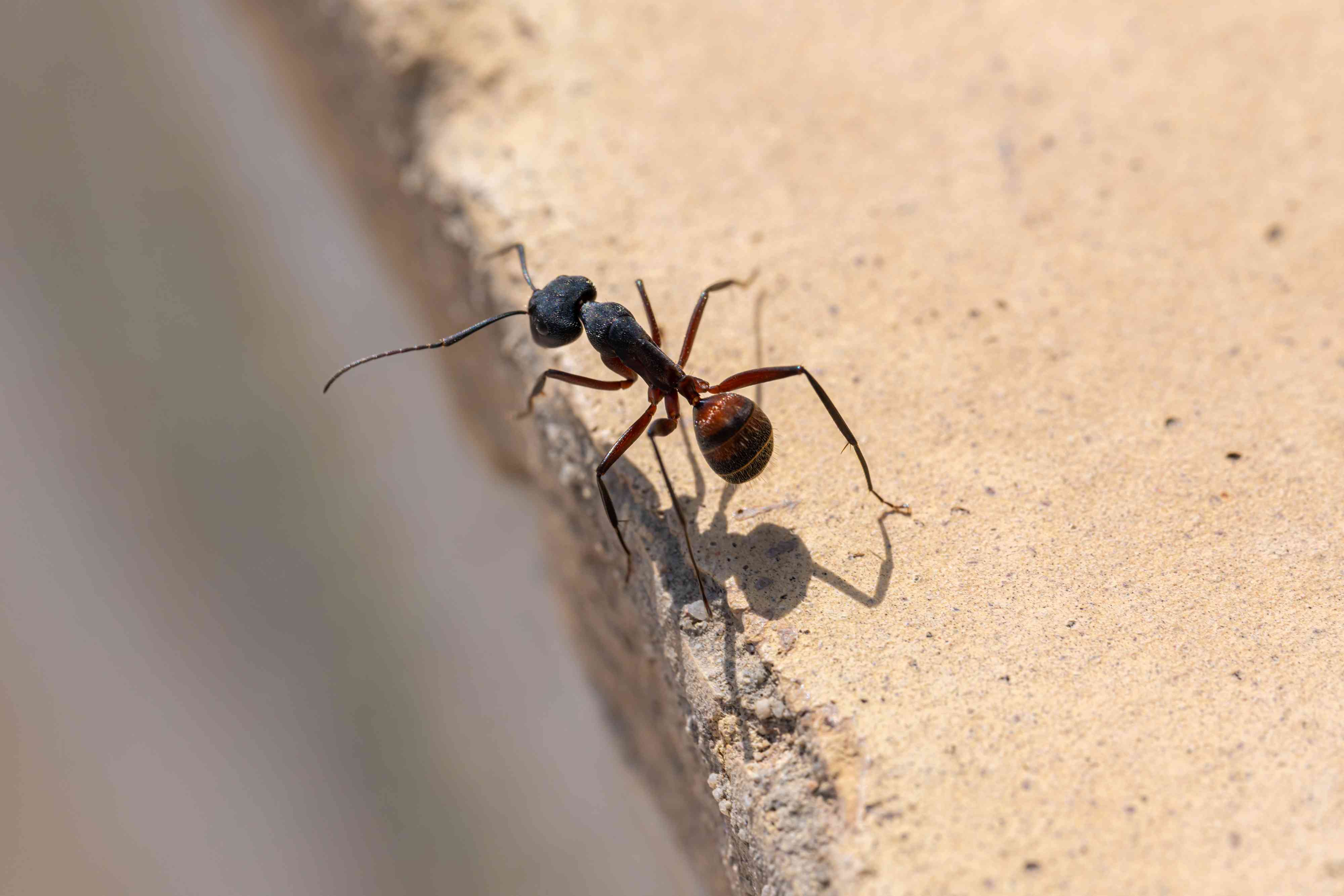 How to Get Rid of Carpenter Ants to Prevent Damage to Your Home