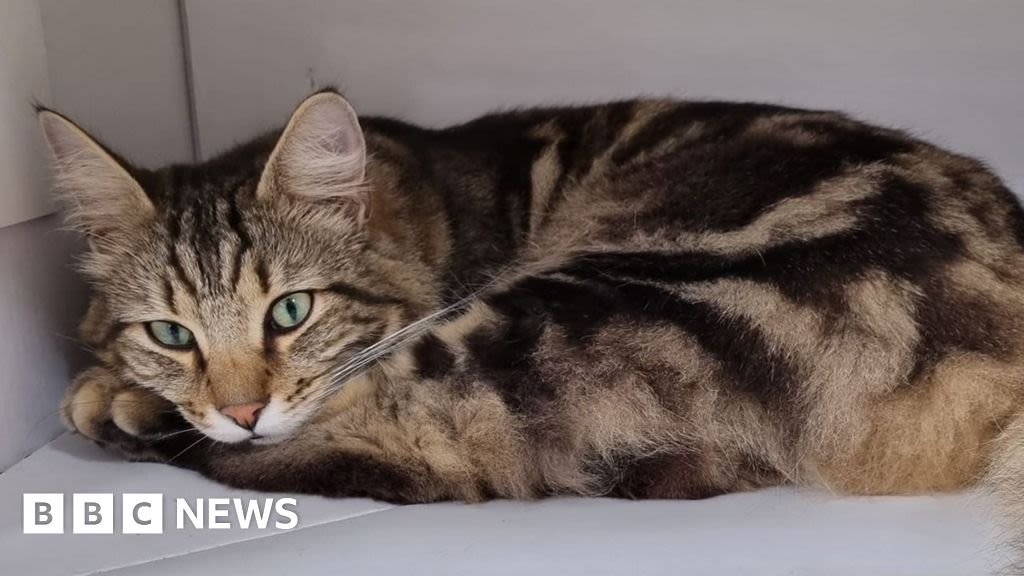 Didcot social media cat banned from Boots