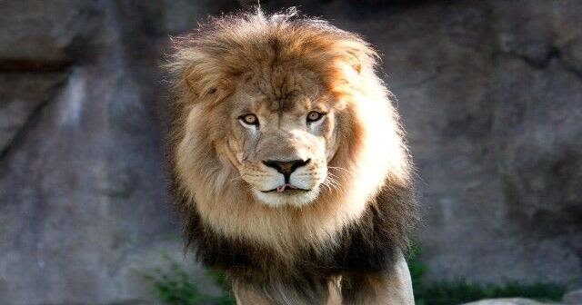 University of North Alabama announces passing of lion mascot, Leo III