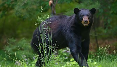 Why Connecticut's black bear population is increasing and expanding at record levels