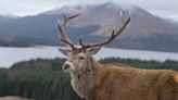 Celebrity Scottish stag put down after hikers feed it junk food