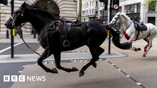 Watch: Runaway horses filmed racing through central London