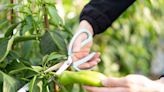 How to Prune Pepper Plants the Right Way and Get a Huge Harvest