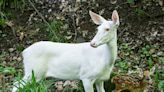 PHOTOS: Rare white deer in NE Ohio spotted with new fawn