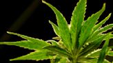 US poised to ease restrictions on marijuana in historic shift, but it'll remain controlled substance