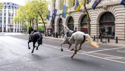 Caballos desbocados hieren a cuatro personas en Londres