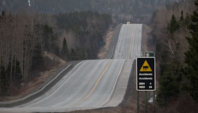 A Menace to Motorists, but the ‘Noble’ Moose Is Adopted by Newfoundland