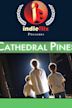 Cathedral Pines