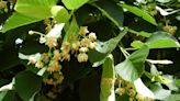 Mystery Plant: Bountiful shade tree a favorite of bees