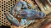 ‘1 in 100 million’: Rare ‘cotton candy’ lobster discovered off New Hampshire, Maine coast