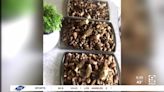 Caution advised when foraging for morel mushrooms