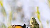 Monarch butterflies will arrive in WA soon, but they are in trouble. Here’s why you should care