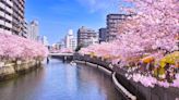 Cruise Japan during its spectacular cherry blossom season with Country Living