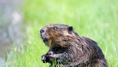 Réintroduit en France depuis plusieurs années, le castor a un impact très positif sur l’environnement