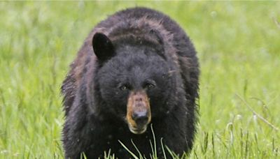 Black bear mauls 3-year-old girl in tent just north of Yellowstone National Park