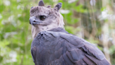 San Diego Zoo Harpy Eagle Reminds People to Stop and Smell the Roses