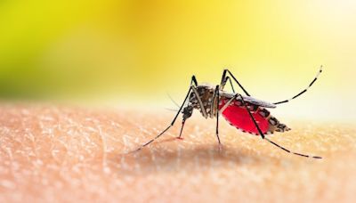 Mücken-Plage: So einfach wehren Sie die Blutsauger ab
